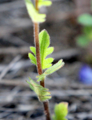 Phacelia strictiflora