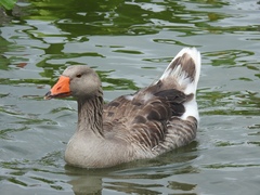 Anser anser domesticus