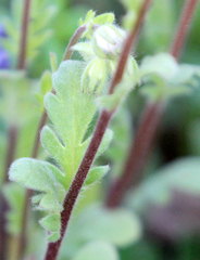 Phacelia strictiflora