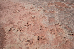 Acrocanthosaurus atokensis