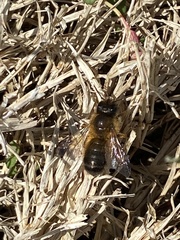 Osmia taurus