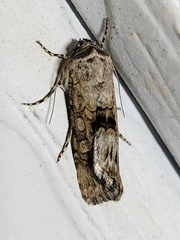 Sympistis occata