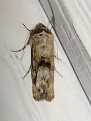 Sympistis occata