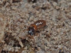 Oxytelus migrator
