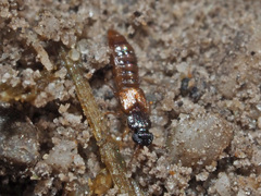 Oxytelus migrator