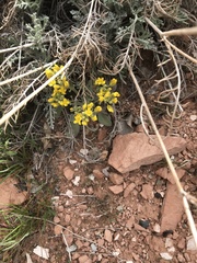 Physaria acutifolia