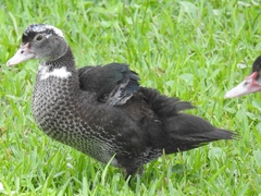 Cairina moschata domestica