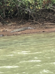 Crocodylus acutus