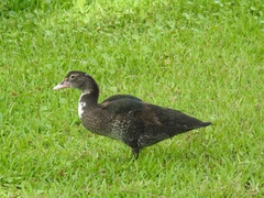 Cairina moschata domestica