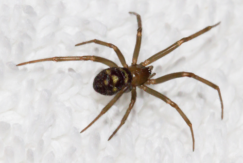 Ant Comb-Footed Spider