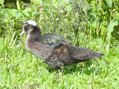 Cairina moschata domestica