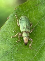 Pachyrhinus lethierryi