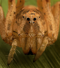 Oxyopes hoggi
