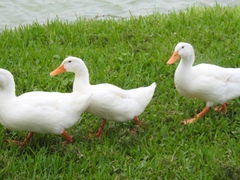 Anas platyrhynchos domesticus