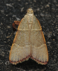 Basacallis tarachodes