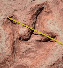 Acrocanthosaurus atokensis
