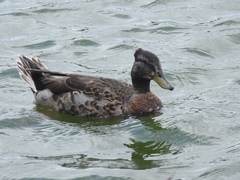 Anas platyrhynchos domesticus