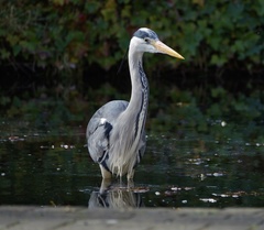 Ardea cinerea