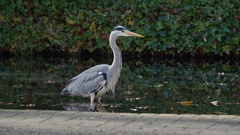 Ardea cinerea