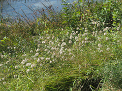 Allium suaveolens