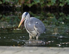 Ardea cinerea