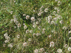 Allium suaveolens