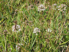 Allium suaveolens