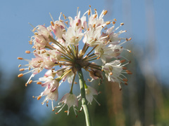 Allium suaveolens