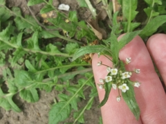 Capsella bursa-pastoris