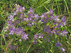 Gentianella germanica