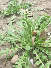 Capsella bursa-pastoris