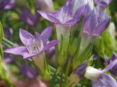 Gentianella germanica