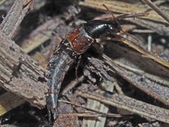 Raphirus