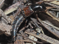 Raphirus