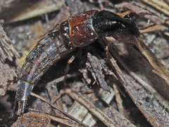 Raphirus