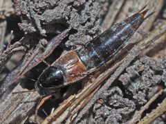 Raphirus