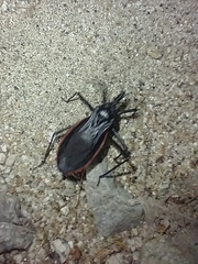 Dipetalogaster maximus