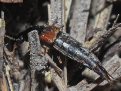 Raphirus
