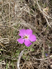 Phlox roemeriana
