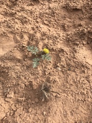 Cymopterus glomeratus fendleri