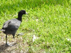 Fulica americana