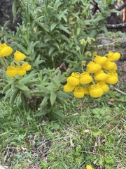 Calceolaria crenata