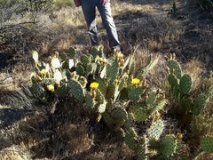 Opuntia × vaseyi
