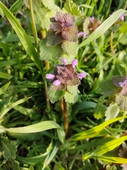 Lamium purpureum