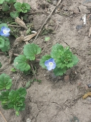 Veronica persica