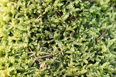 Eurhynchium angustirete