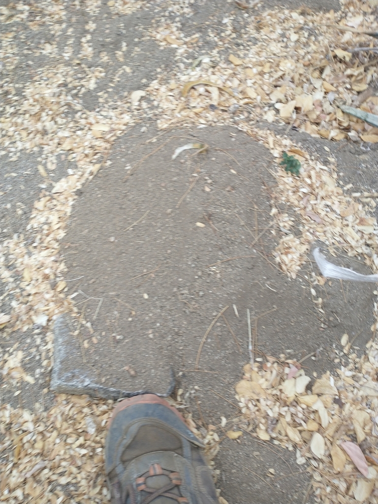 Smooth-toothed Pocket Gophers