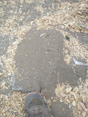 Thomomys bottae anitae