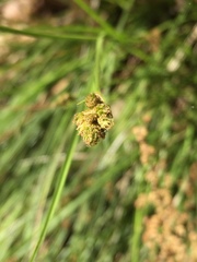Carex subfusca