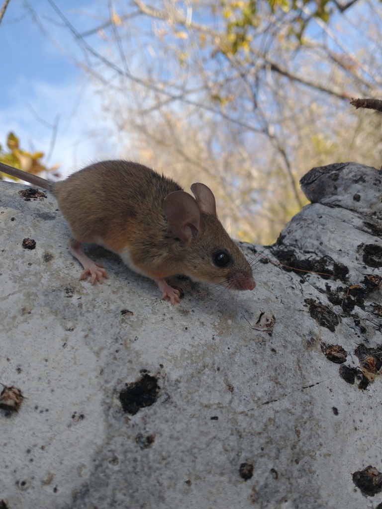 Eva's Desert Mouse